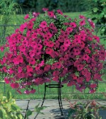 Петуния каскадная (ампельная) Шампань роуз